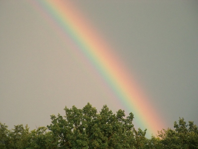 regenboog